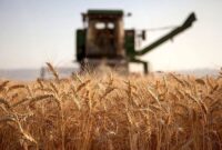 خرید بیش از 8.2 میلیون تن گندم در کشور