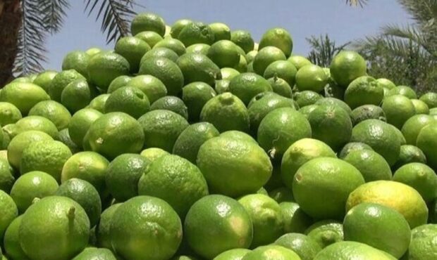 لیمو تحت شمول قانون مقابله با احتکار قرار گرفت